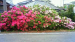201105030842000.jpg
