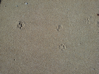 P1000012.jpg
