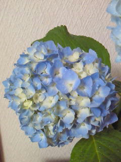 20090525_0.jpg