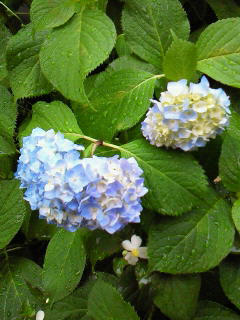 20090525.jpg