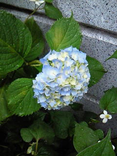 20090525_1.jpg