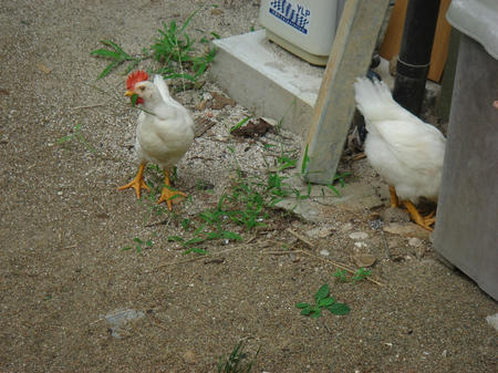p20.jpg