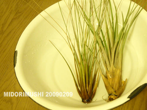 20090209-2.jpg