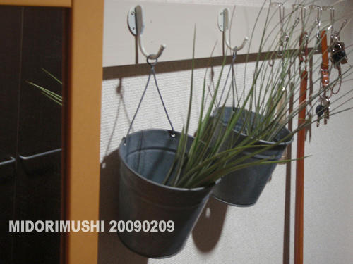 20090209.jpg