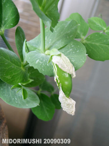20090309-1.jpg