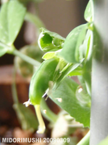 20090309-4.jpg