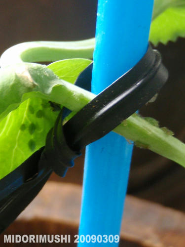 20090309-2.jpg
