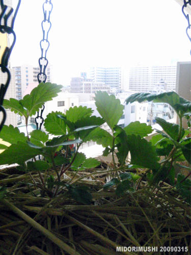20090315-1.jpg