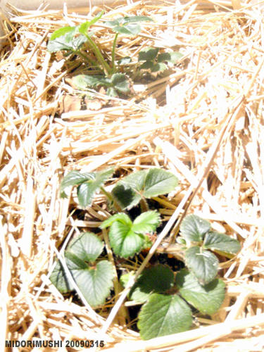 20090315-6.jpg