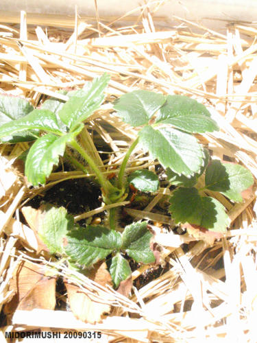 20090315-7.jpg