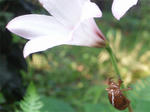 P8050041.jpg