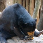 みかんを食べる熊