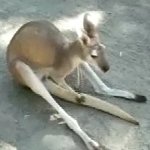 カンガルーの暗黒面