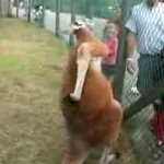 特選動画５・かゆいカンガルー