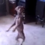 レッツダンシング犬・5匹