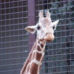 世界の動物園・動物誕生サイト