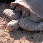 動物・最長寿記録ランキング