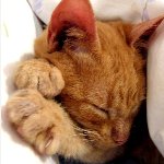 眠りに落ちていく子猫・６本