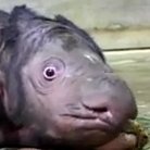 スマトラサイの赤ちゃん