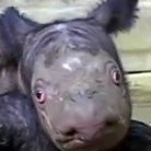 スマトラサイの赤ちゃん