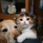 足成・ねこと犬