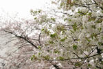 IMG_7652.jpg