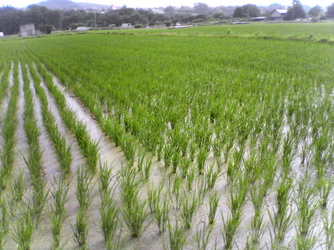 梅雨の田植え