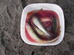 RIMG0380.jpg
