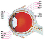 eye_anatomy_1.jpg