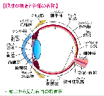 eye-ball.gif