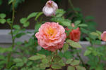 IMGP1785.JPG