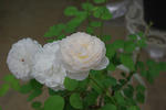 IMGP1790.JPG