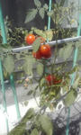 tomato1