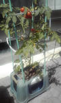 tomato2