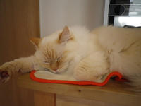 p-IMGP0309.jpg