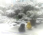 snowscape.jpg