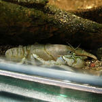 600px-Cambaroides_japonicus.jpg