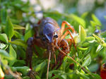 800px-Crawfish_01.jpg