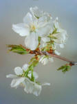 200903271020000.jpg