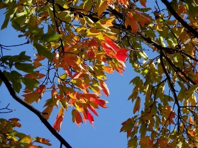 a0960_002199.jpg