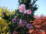 kamakura_flower.jpg