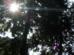 kamakura_sun.jpg