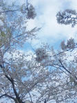 sakura3.jpg