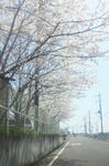 2011sakura.jpg