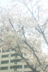 550_sakura2.jpg