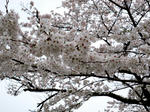 13sakura.jpg