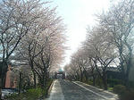 fujimi_sakura_2008.jpg