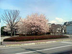 haga_sakura_2008.jpg