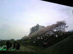 sakura_2009_4_5.jpg