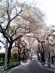 sakura_tabata_2009_04_08.jpg